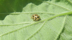 Propylea quatuordecimpunctata