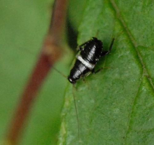 Variable Cockroach, photo 3 of 10