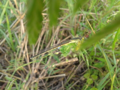 Paracercion v-nigrum