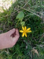 Ficaria verna