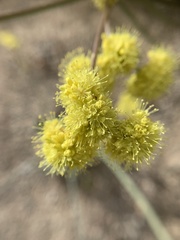 Eriogonum nudum westonii