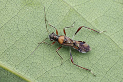 Artemidorus sobrinus