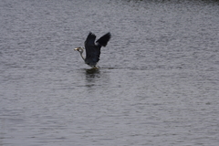 Ardea cinerea