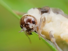 Entomophaga grylli