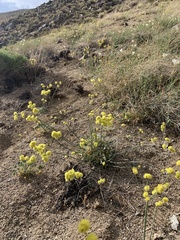 Eriogonum nudum westonii