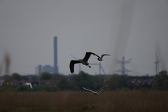Ardea cinerea