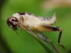 Entomophaga grylli