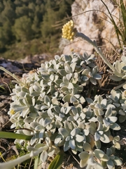 Helichrysum crassifolium
