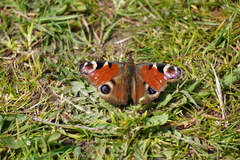 Aglais io