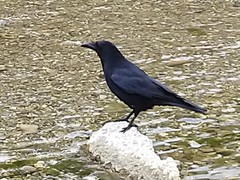 Corvus corone