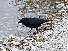 Corvus corone
