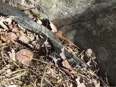 Natrix natrix natrix