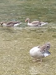 Anser anser