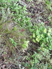 Carex tetrastachya