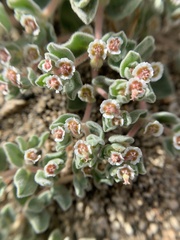 Euphorbia vallis-mortae