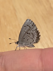 Celastrina asheri