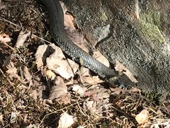 Natrix natrix natrix