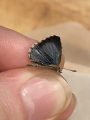 Celastrina asheri
