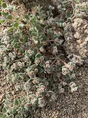 Euphorbia vallis-mortae