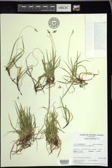 Carex concinna