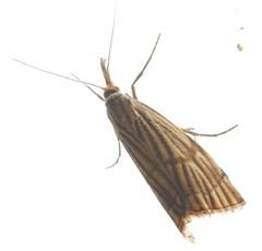 Chrysocrambus linetella