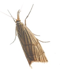Chrysocrambus linetella