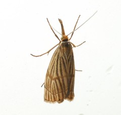 Chrysocrambus linetella