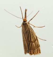 Chrysocrambus linetella