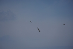 Circus aeruginosus