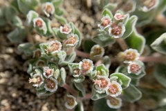 Euphorbia vallis-mortae