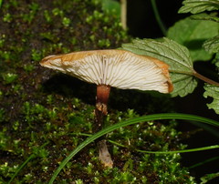 Armillaria novae-zelandiae