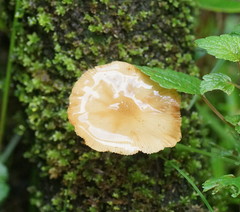 Armillaria novae-zelandiae