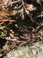 Natrix natrix natrix