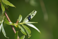 Chrysomelidae