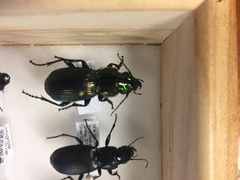 Megadromus antarcticus