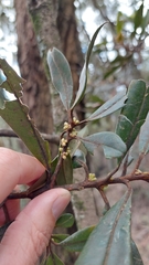 Myrsine coriacea