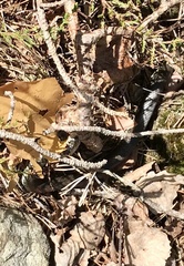 Natrix natrix natrix