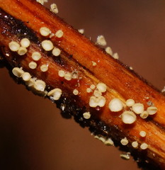 Lachnum pteridophyllum