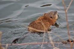Ondatra zibethicus