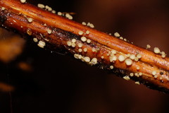 Lachnum pteridophyllum