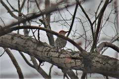 Melanerpes carolinus