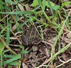 Leptodactylus luctator