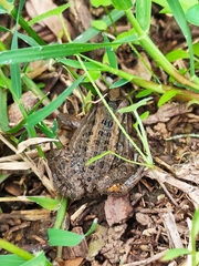 Leptodactylus luctator