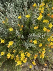 Oenothera grandis