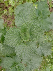Marrubieae