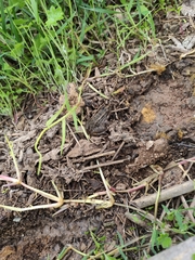 Leptodactylus luctator