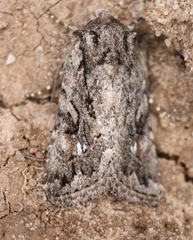 Ulolonche orbiculata