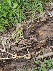 Leptodactylus luctator