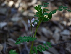 Astragalus agnicidus