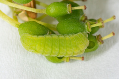 Celastrina asheri